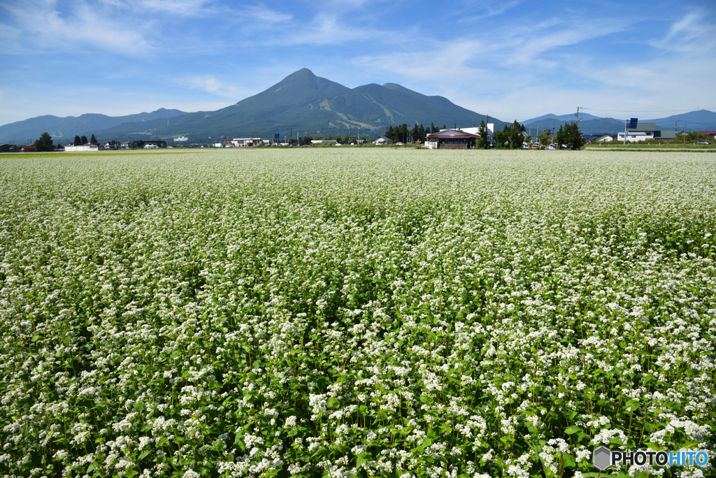 磐梯山と蕎麦畑
