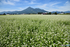 磐梯山と蕎麦畑