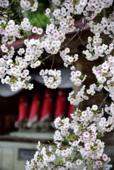 六地蔵と桜