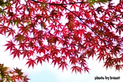イーイロ