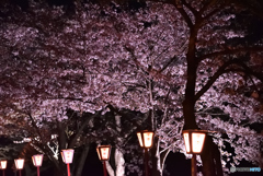 夜桜④