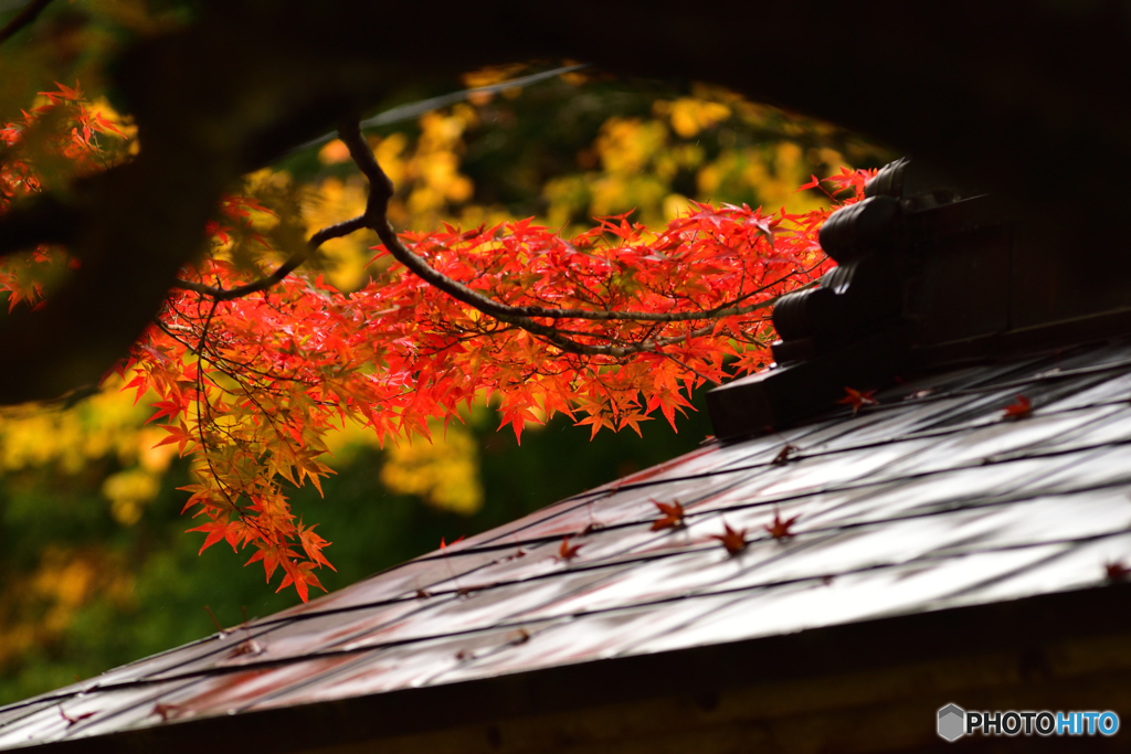 紅葉と屋根