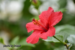 温室育ちのハイビスカス