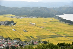 黄金色の大地