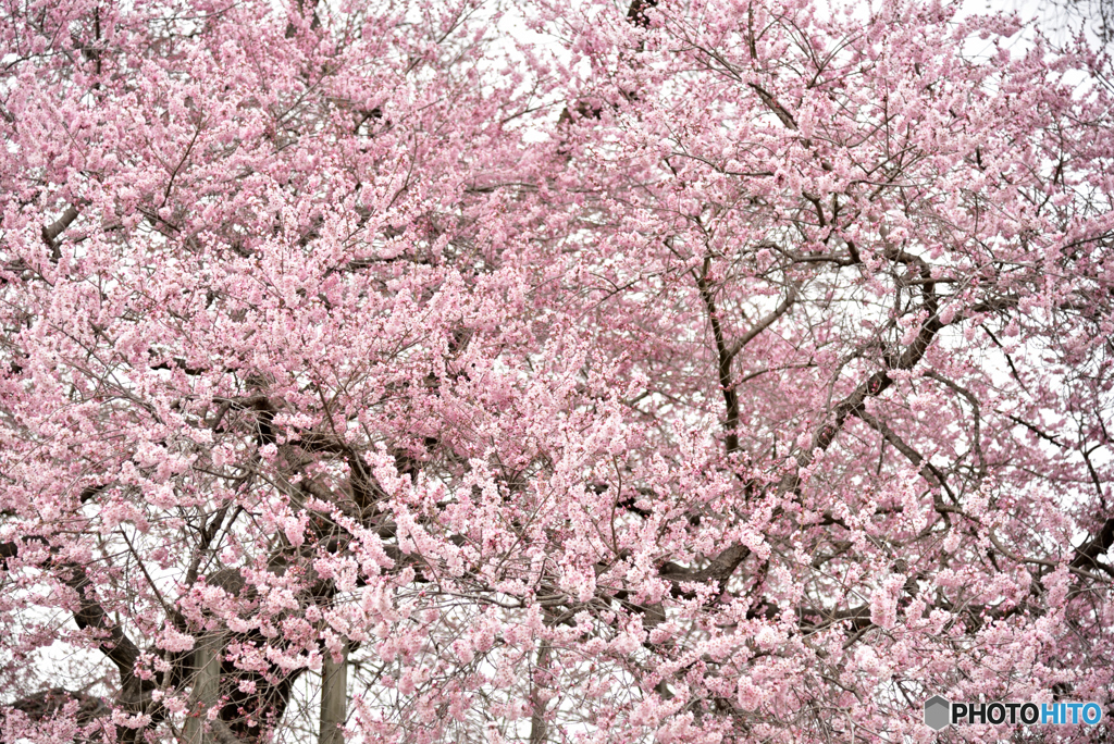 戸津辺の桜④