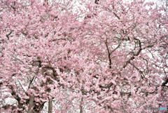 戸津辺の桜④