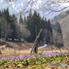 カタクリの咲く里山