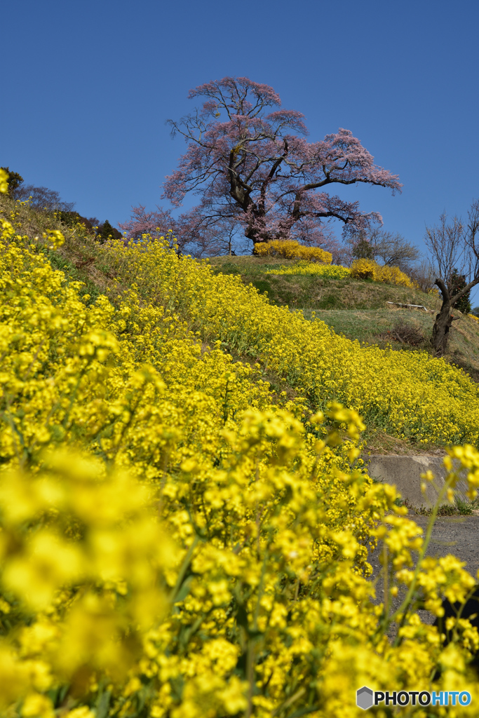 塩ノ崎の大桜