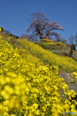 塩ノ崎の大桜