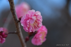 開花