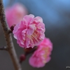 開花
