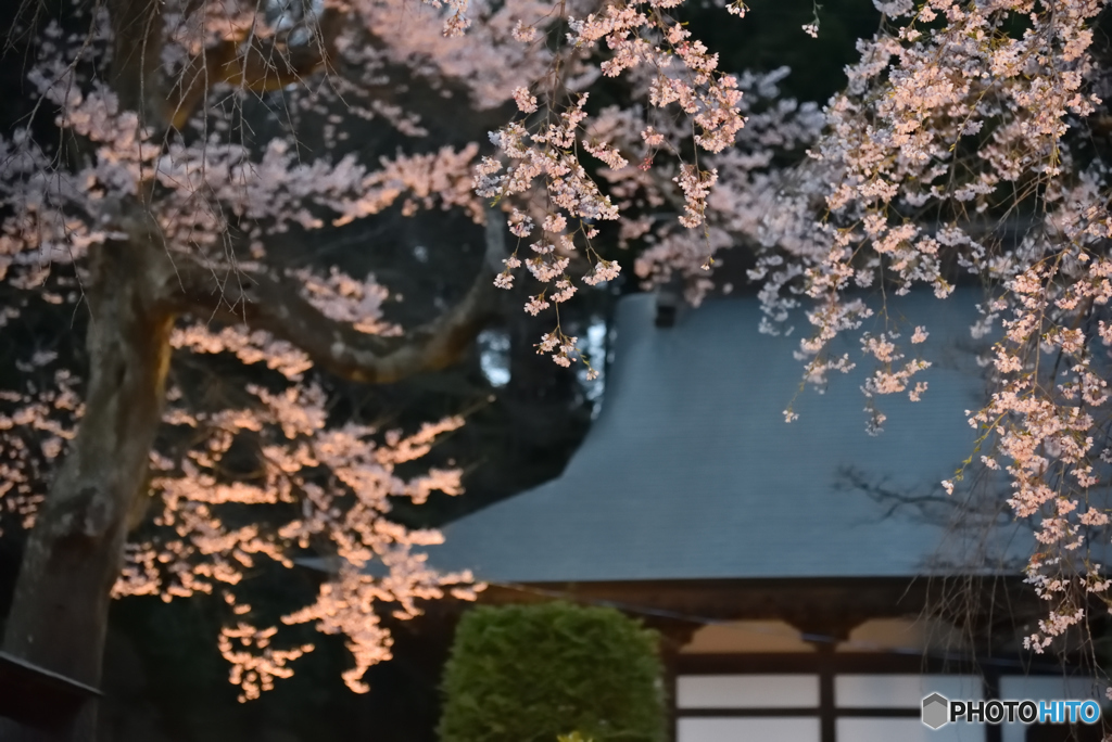夜桜⑥