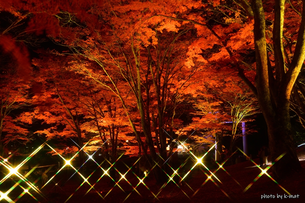 モミジフラッシュ