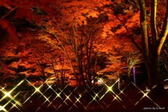 モミジフラッシュ モミジフラッシュ