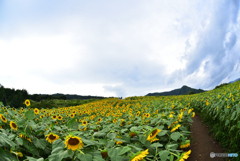 ヒマワリロード