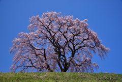 三春町桜紀行①