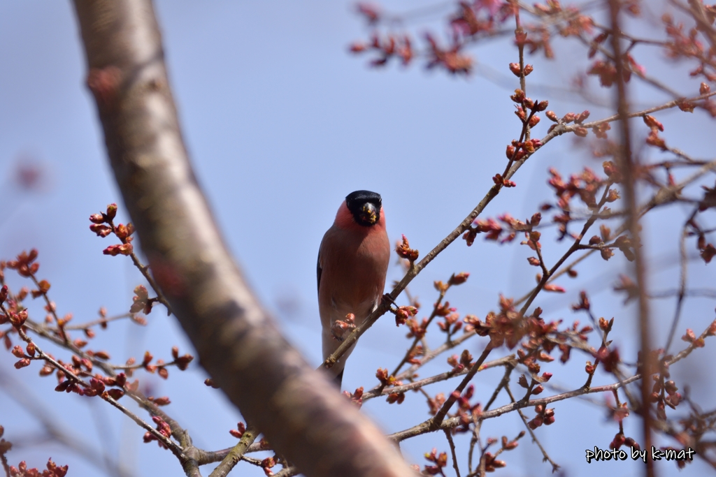 桜の蕾を食べまくる