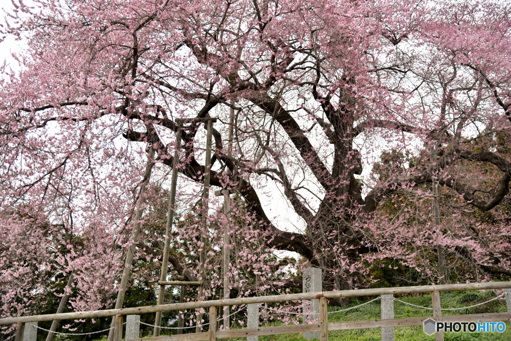 戸津辺の桜①