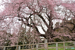 戸津辺の桜①