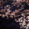 夜桜①