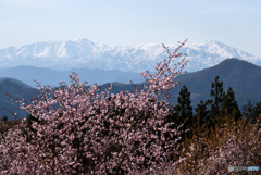 飯豊連峰と桜