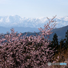 飯豊連峰と桜