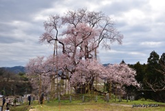 福島県の桜シーズン到来