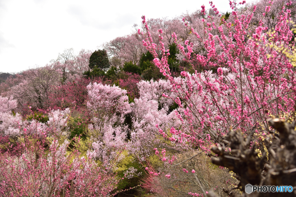花見山⑤