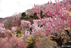 花見山⑤