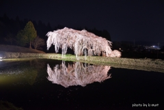 花園のしだれ桜③