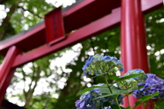 鳥居と紫陽花