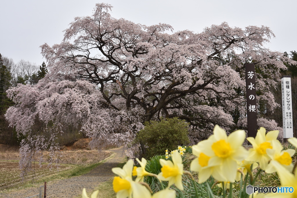 芳水の桜