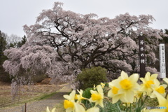 芳水の桜