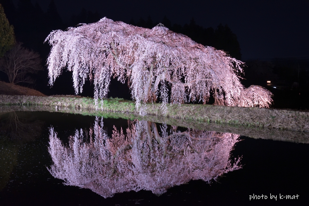 花園のしだれ桜①