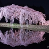 花園のしだれ桜①