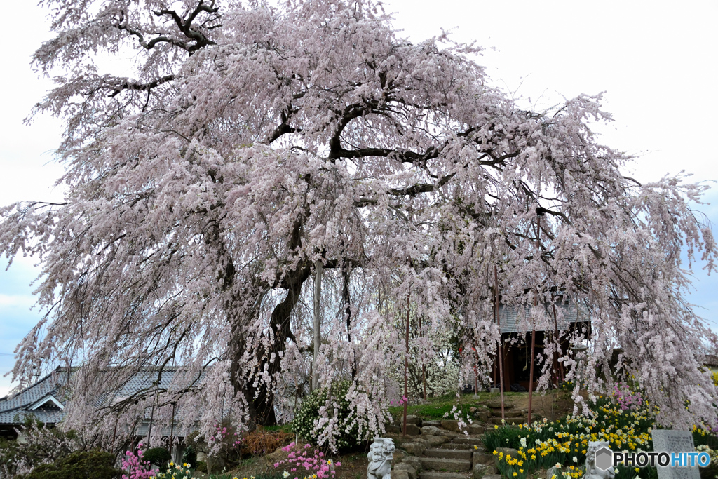 金毘羅桜③