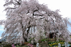 金毘羅桜③