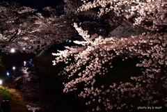 満開の夜