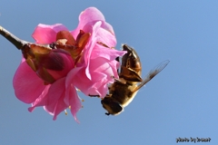 梅と蜂