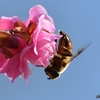 梅と蜂