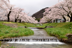 観音寺川の桜