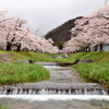 観音寺川の桜