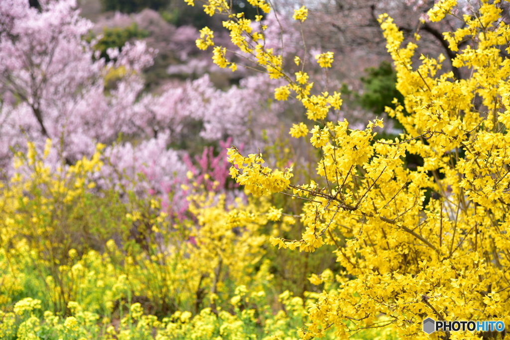 花見山①