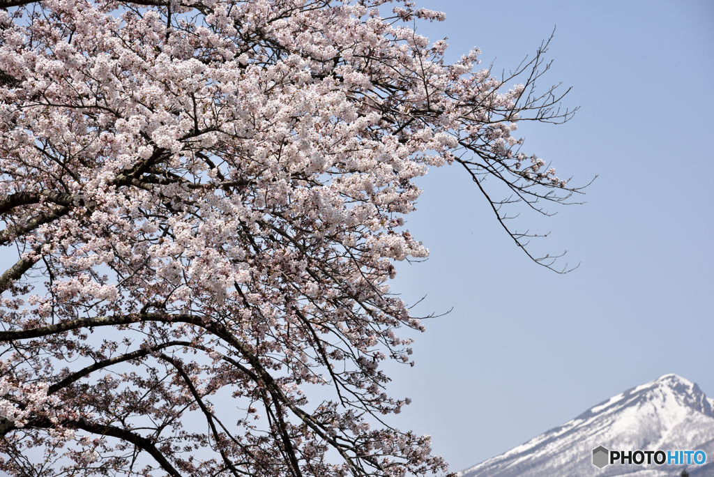 磐梯山と桜