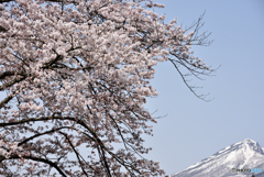 磐梯山と桜