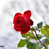 深紅の薔薇