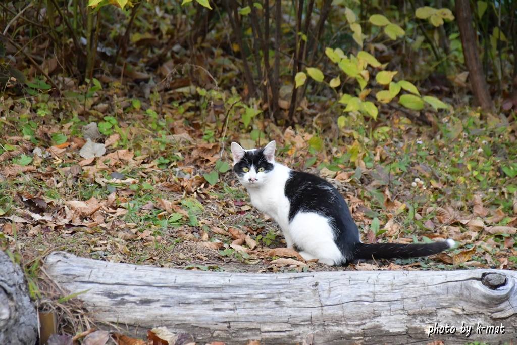 キャンプ場の野良猫