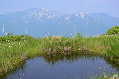 浅草岳の池塘とワタスゲ