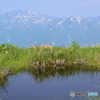 浅草岳の池塘とワタスゲ