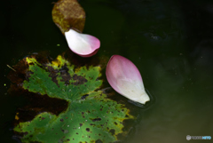 蓮華